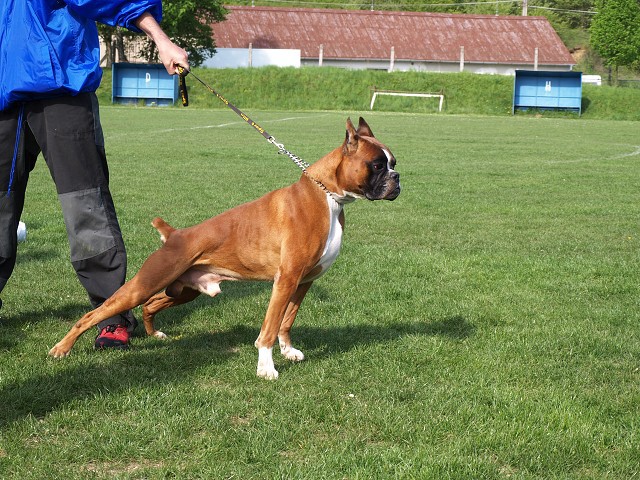 www.atibox.net * www.euroboxer.eu * www.boxergenealogia.eu